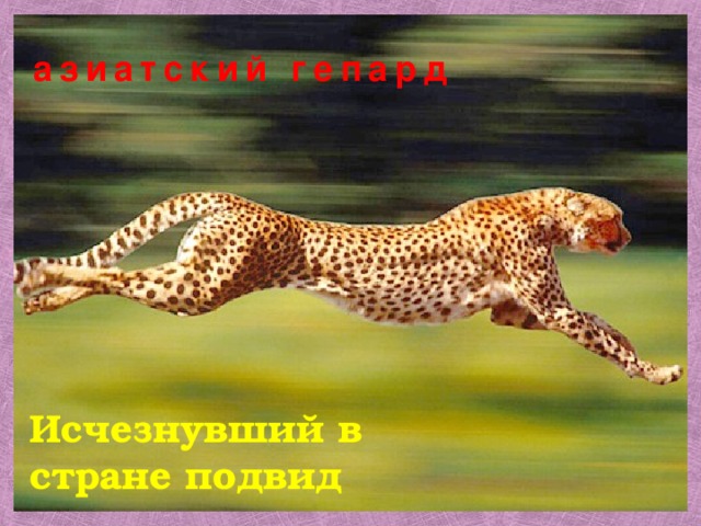  азиатский гепард Исчезнувший в стране подвид 
