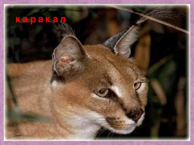 каракал 