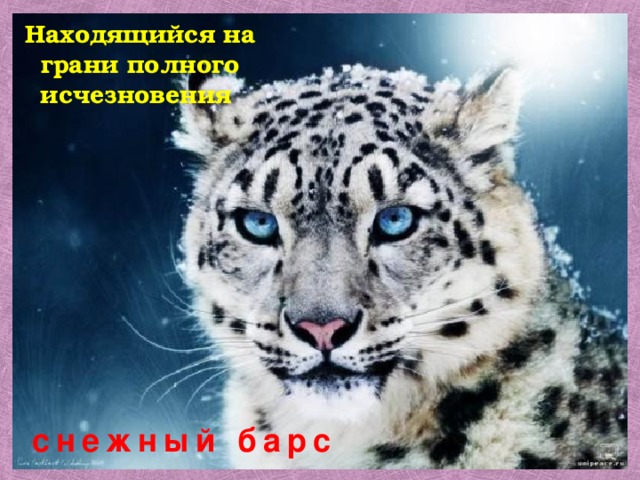 Находящийся на грани полного исчезновения снежный барс 