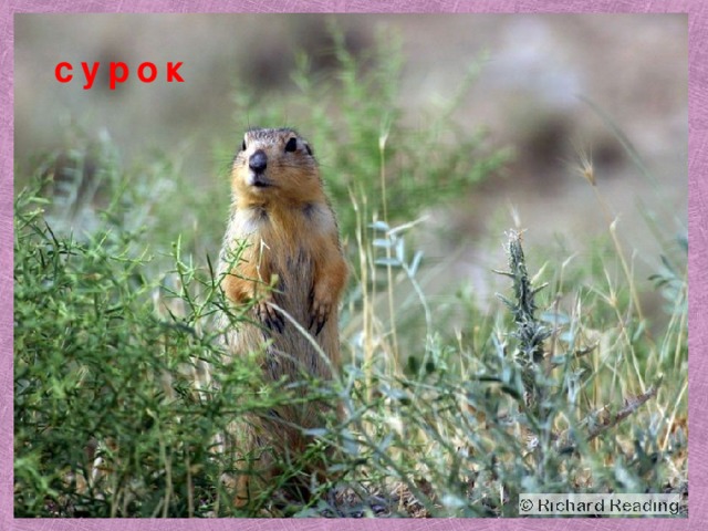 сурок 