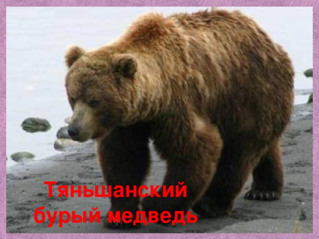 Тяньшанский бурый медведь 
