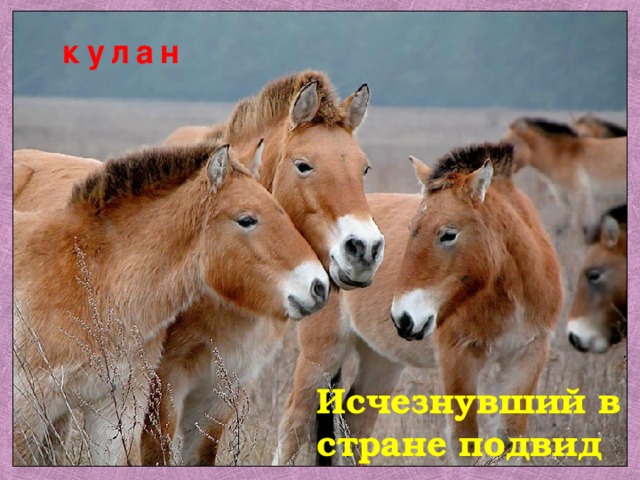 кулан Исчезнувший в стране подвид 