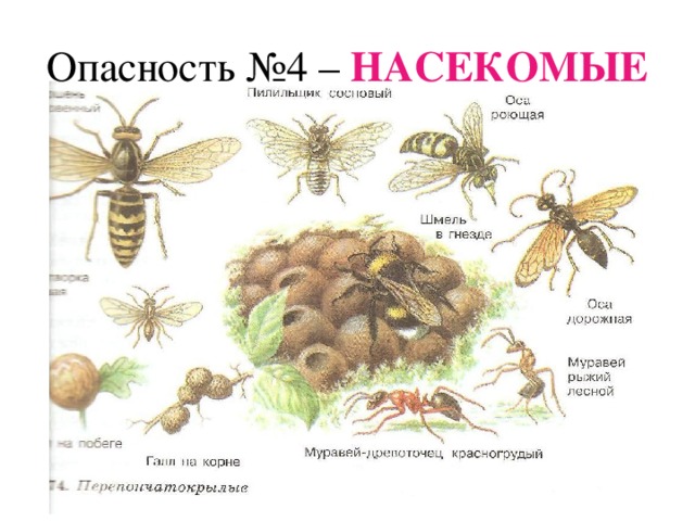 Опасность №4 – НАСЕКОМЫЕ  