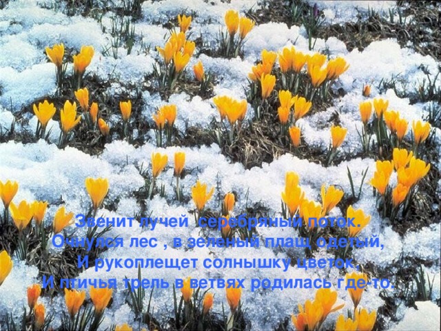 Звенит лучей серебряный поток.  Очнулся лес , в зеленый плащ одетый,  И рукоплещет солнышку цветок,  И птичья трель в ветвях родилась где-то. 
