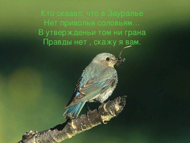 Кто сказал, что в Зауралье  Нет приволья соловьям…  В утвержденьи том ни грана  Правды нет , скажу я вам. 
