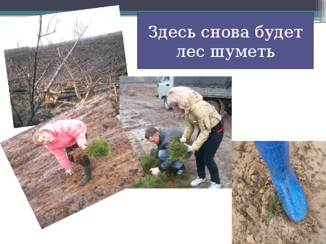 Здесь снова будет лес шуметь 