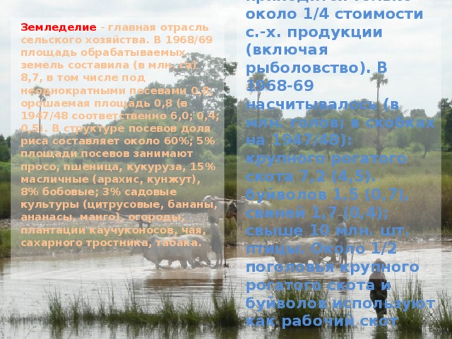 Земледелие - главная отрасль сельского хозяйства. В 1968/69 площадь обрабатываемых земель составила (в млн. га) 8,7, в том числе под неоднократными посевами 0,8, орошаемая площадь 0,8 (в 1947/48 соответственно 6,0; 0,4; 0,5). В структуре посевов доля риса составляет около 60%; 5% площади посевов занимают просо, пшеница, кукуруза, 15% масличные (арахис, кунжут), 8% бобовые; 3% садовые культуры (цитрусовые, бананы, ананасы, манго), огороды, плантации каучуконосов, чая, сахарного тростника, табака. На животноводство приходится только около 1/4 стоимости с.-х. продукции (включая рыболовство). В 1968-69 насчитывалось (в млн. голов; в скобках на 1947/48): крупного рогатого скота 7,2 (4,5). буйволов 1,5 (0,7), свиней 1,7 (0,4); свыше 10 млн. шт. птицы. Около 1/2 поголовья крупного рогатого скота и буйволов используют как рабочий скот 