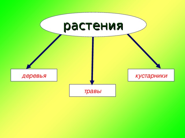 растения деревья кустарники травы