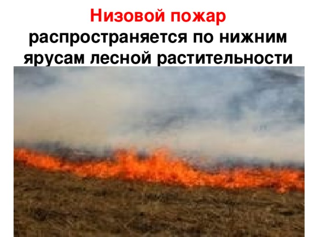 Низовой пожар распространяется по нижним ярусам лесной растительности 