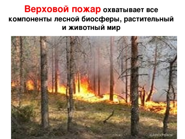 Верховой пожар охватывает все компоненты лесной биосферы, растительный и животный мир 