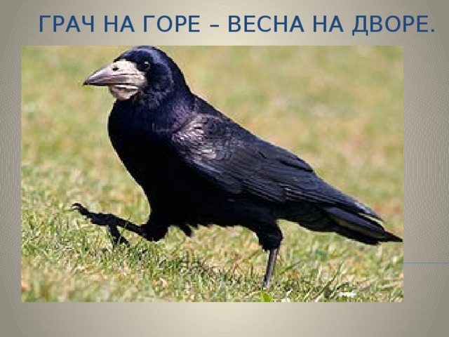 Грач на горе – весна на дворе. 