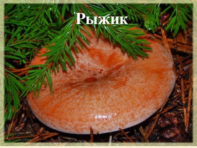 Рыжик 