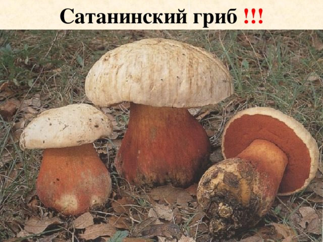 Сатанинский гриб презентация