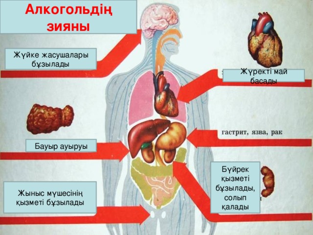 Алкогольдің зияны Жүйке жасушалары бұзылады Жүректі май басады Бауыр ауыруы Бүйрек қызметі бұзылады, солып қалады Жыныс мүшесінің қызметі бұзылады 