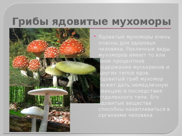 Грибы ядовитые мухоморы Ядовитые мухоморы очень опасны для здоровья человека. Различные виды мухоморов имеют то или иное процентное содержание мускаринов и других типов ядов. Ядовитый гриб мухомор может дать немедленную реакцию и последствия отдаленного типа. Его ядовитые вещества способны накапливаться в организме человека 