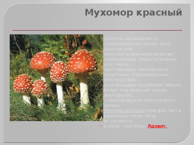 Мухомор красный   Шляпка шаровидная со слаборебристым краем, ярко-красная или желтовато-оранжево-красная, слабоклейкая, покрыта белыми или слегка желтоватыми, неправильно-округлыми, хлопьевидными, впоследствии исчезающими чешуйками. Мякоть белая, под кожицей слегка желтоватая,  с мягким вкусом и без особого запаха. Мухомор красный  произрастает в различных типах леса, встречается в июле - сентябре. Ядовит. 