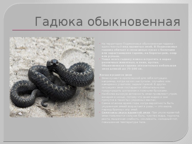 Гадюка обыкновенная На территории Подмосковья обыкновенная гадюка – единственный вид ядовитых змей. В Подмосковье гадюка обитает в смешанных лесах с болотами или зарастающими гарями, на берегах рек, озер или ручьев. Чаще всего гадюку можно встретить в норах различных животных, в пнях, кустах. Обыкновенная гадюка относительно небольшая змея длиной до 75-100 см.   Когда кусаются змеи        Змеи кусают в критической для себя ситуации, например, когда на них наступили, случайно или намеренно ухватили, задели палкой. В других ситуациях змея постарается обязательно вас предупредить шипением и ложными бросками. Наиболее высокую активность змеи проявляют утром, вечером и ночью, потому что днем жарко и они прячутся в тенистых укромных местах. Самое опасное время года, когда вероятность быть укушенным змеей возрастает в разы, — это весна, период брачных игр змей. Симптомы укуса ядовитой змеи . При укусе ядовитой змеи появляются сильная боль, чувство жара, тошнота, рвота, мышечная слабость, сонливость, холодный пот, повышенная температура тела. 