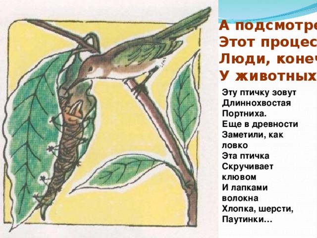 А подсмотрели Этот процесс Люди, конечно, У животных. Эту птичку зовут Длиннохвостая Портниха. Еще в древности Заметили, как ловко Эта птичка Скручивает клювом И лапками волокна Хлопка, шерсти, Паутинки… 
