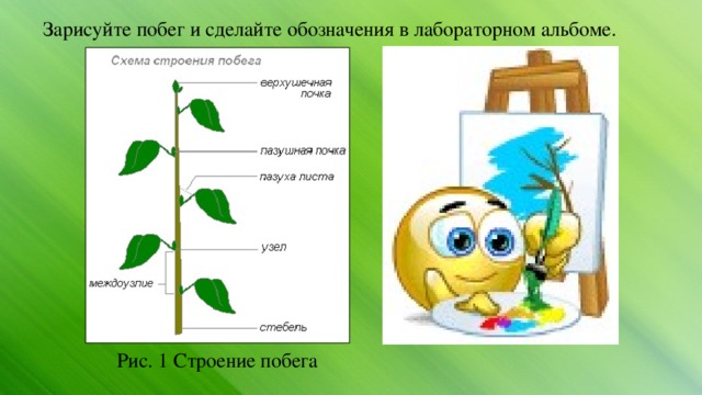  Зарисуйте побег и сделайте обозначения в лабораторном альбоме. Рис. 1 Строение побега 