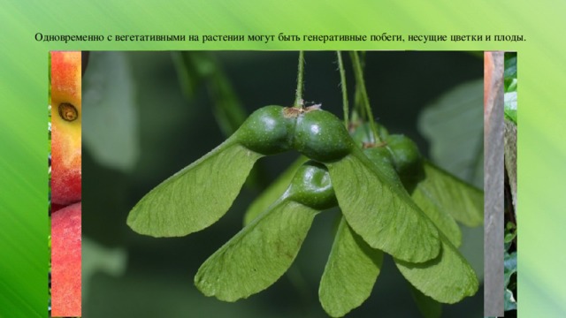  Одновременно с вегетативными на растении могут быть генеративные побеги, несущие цветки и плоды.   