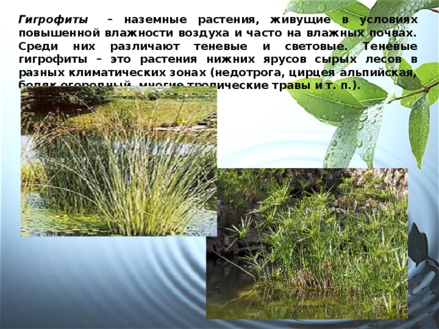 Растения обитающие в условиях низкой влажности примеры