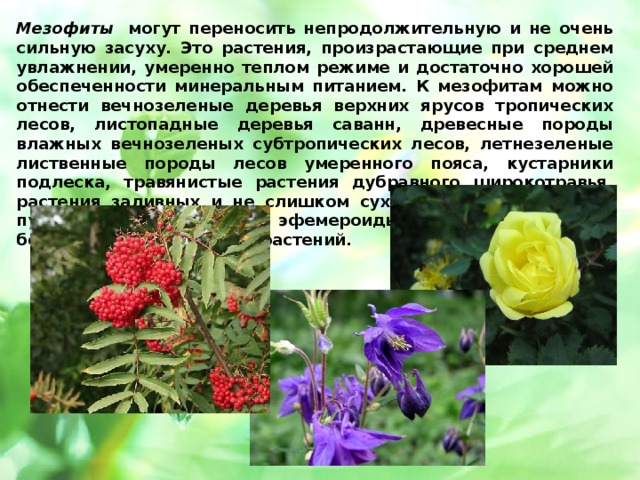 Примеры мезофитов