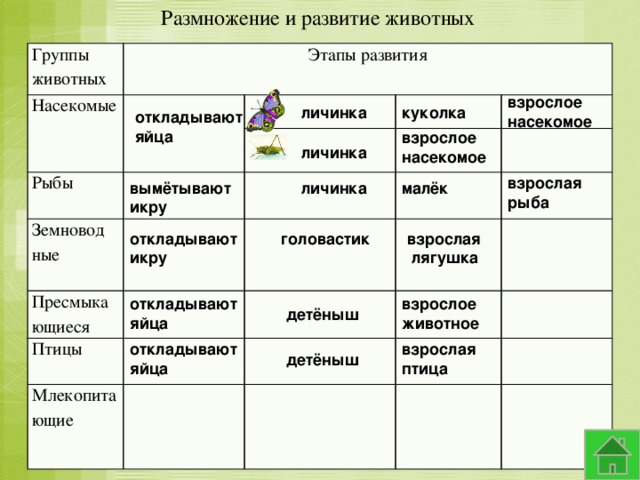 Размножение и развитие животных Группы животных Этапы развития Насекомые Рыбы Земновод ные Пресмыкающиеся Птицы Млекопитающие взрослое насекомое личинка куколка откладывают яйца взрослое насекомое личинка взрослая рыба вымётывают личинка малёк икру головастик откладывают взрослая  лягушка икру откладывают взрослое яйца животное детёныш откладывают взрослая яйца птица детёныш