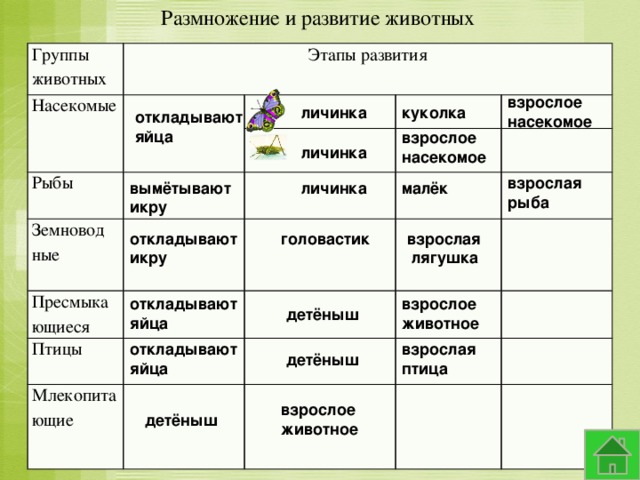 Размножение и развитие животных Группы животных Насекомые Этапы развития Рыбы Земновод Пресмыкающиеся ные Птицы Млекопитающие взрослое насекомое личинка куколка откладывают яйца взрослое насекомое личинка взрослая рыба вымётывают личинка малёк икру откладывают головастик взрослая икру  лягушка взрослое откладывают животное яйца детёныш откладывают взрослая яйца птица детёныш взрослое животное детёныш