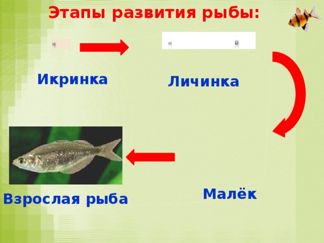 Этапы развития рыбы: Икринка Личинка Малёк Взрослая рыба