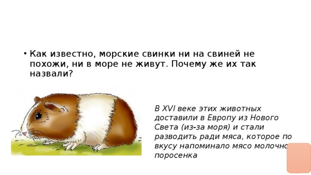Как известно, морские свинки ни на свиней не похожи, ни в море не живут. Почему же их так назвали? 