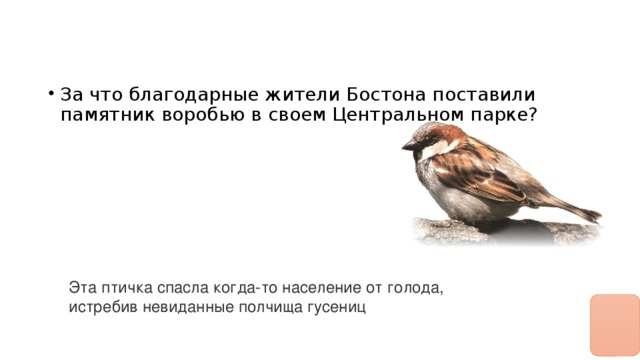 За что благодарные жители Бостона поставили памятник воробью в своем Центральном парке?