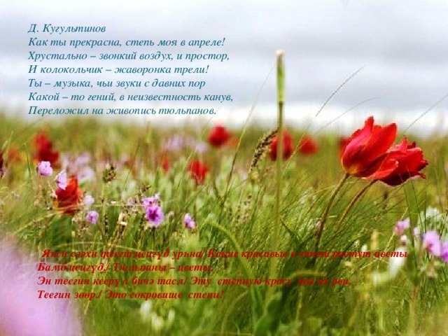 Д. Кугультинов  Как ты прекрасна, степь моя в апреле!  Хрустально – звонкий воздух, и простор,  И колокольчик – жаворонка трели!  Ты – музыка, чьи звуки с давних пор  Какой – то гений, в неизвестность канув,  Переложил на живопись тюльпанов.    Яһсн сәәхн теегт цецгүд урһна/ Какие красивые в степи растут цветы  Бамб цецгүд./ Тюльпаны – цветы.  Эн теегин кеерүл бичә тасл/ Эту степную красу ты не рви,  Теегин зөөр./ Это сокровище степи!   