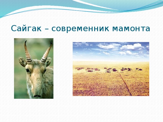  Сайгак – современник мамонта 