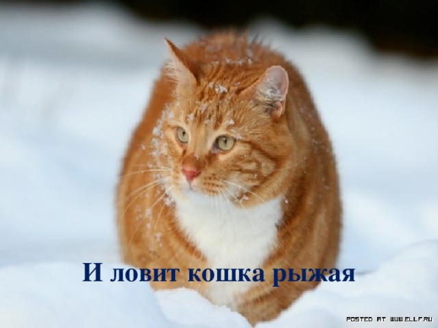 И ловит кошка рыжая     