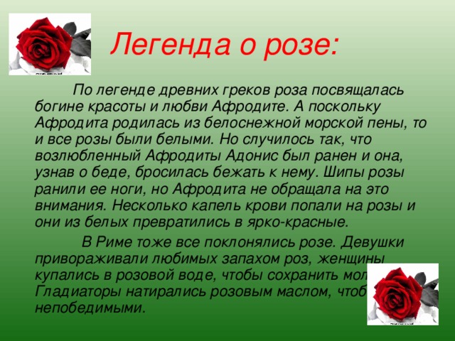 Легенда о розе:   По легенде древних греков роза посвящалась богине красоты и любви Афродите. А поскольку Афродита родилась из белоснежной морской пены, то и все розы были белыми. Но случилось так, что возлюбленный Афродиты Адонис был ранен и она, узнав о беде, бросилась бежать к нему. Шипы розы ранили ее ноги, но Афродита не обращала на это внимания. Несколько капель крови попали на розы и они из белых превратились в ярко-красные.  В Риме тоже все поклонялись розе. Девушки привораживали любимых запахом роз, женщины купались в розовой воде, чтобы сохранить молодость. Гладиаторы натирались розовым маслом, чтобы стать непобедимыми. 