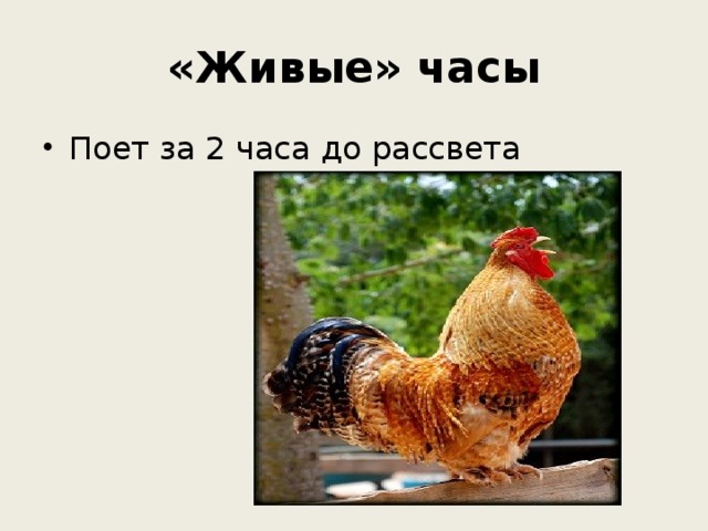«Живые» часы Поет за 2 часа до рассвета 