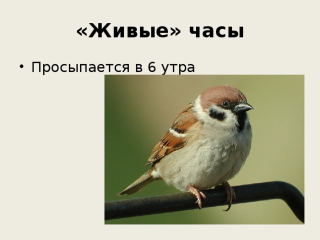 «Живые» часы Просыпается в 6 утра 