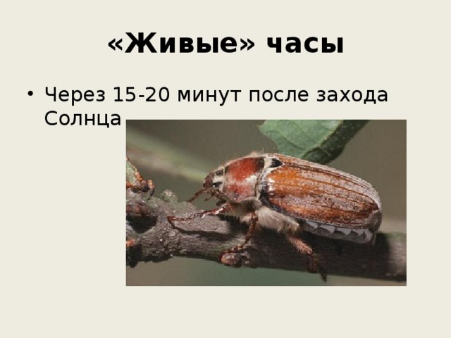 «Живые» часы Через 15-20 минут после захода Солнца 