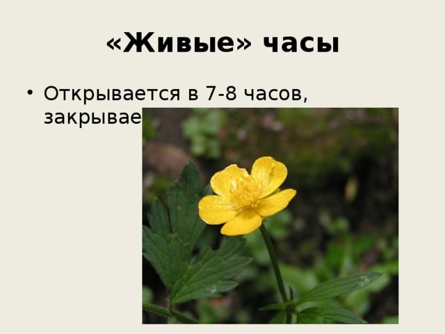 «Живые» часы Открывается в 7-8 часов, закрывается в 15-16 часов 
