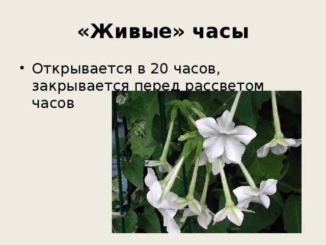 «Живые» часы Открывается в 20 часов, закрывается перед рассветом часов 
