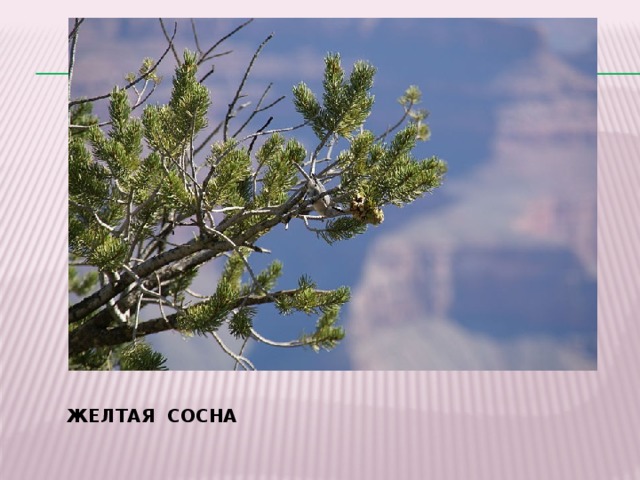ЖЕЛТАЯ СОСНА 