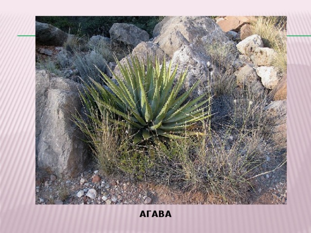 АГАВА 