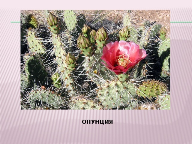 ОПУНЦИЯ 