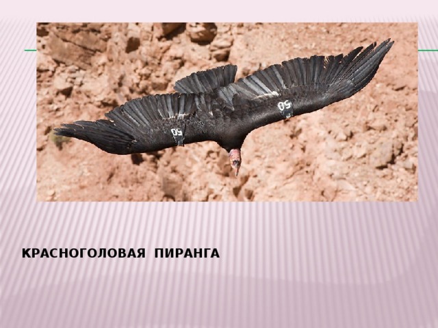 КРАСНОГОЛОВАЯ ПИРАНГА 