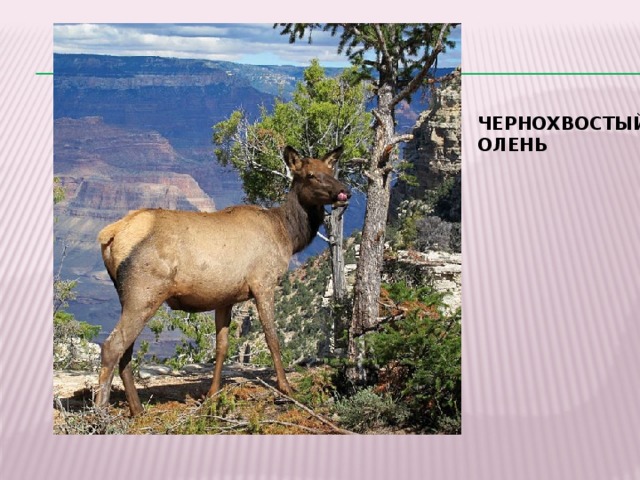 ЧЕРНОХВОСТЫЙ ОЛЕНЬ 