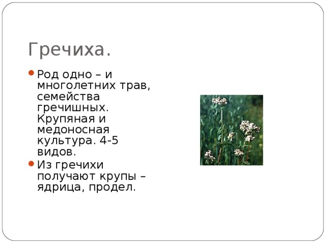 Гречиха. Род одно – и многолетних трав, семейства гречишных. Крупяная и медоносная культура. 4-5 видов. Из гречихи получают крупы – ядрица, продел.  