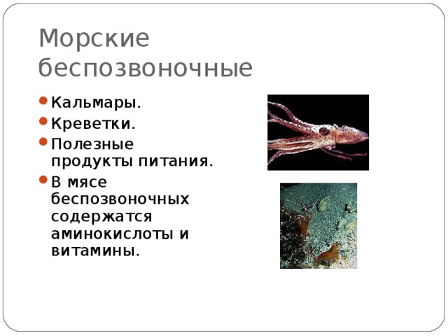 Морские беспозвоночные Кальмары. Креветки. Полезные продукты питания. В мясе беспозвоночных содержатся аминокислоты и витамины. 