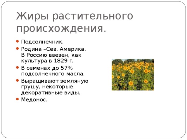 Жиры растительного происхождения. Подсолнечник. Родина –Сев. Америка. В Россию ввезен, как культура в 1829 г. В семенах до 57% подсолнечного масла. Выращивают земляную грушу, некоторые декоративные виды. Медонос. 