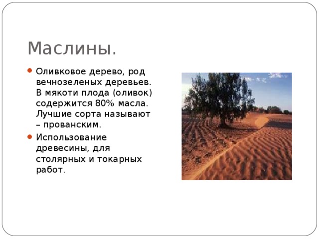 Маслины. Оливковое дерево, род вечнозеленых деревьев. В мякоти плода (оливок) содержится 80% масла. Лучшие сорта называют – прованским. Использование древесины, для столярных и токарных работ. 