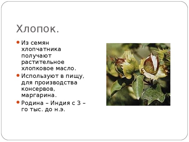 Хлопок. Из семян хлопчатника получают растительное хлопковое масло. Используют в пищу, для производства консервов, маргарина. Родина – Индия с 3 – го тыс. до н.э. 